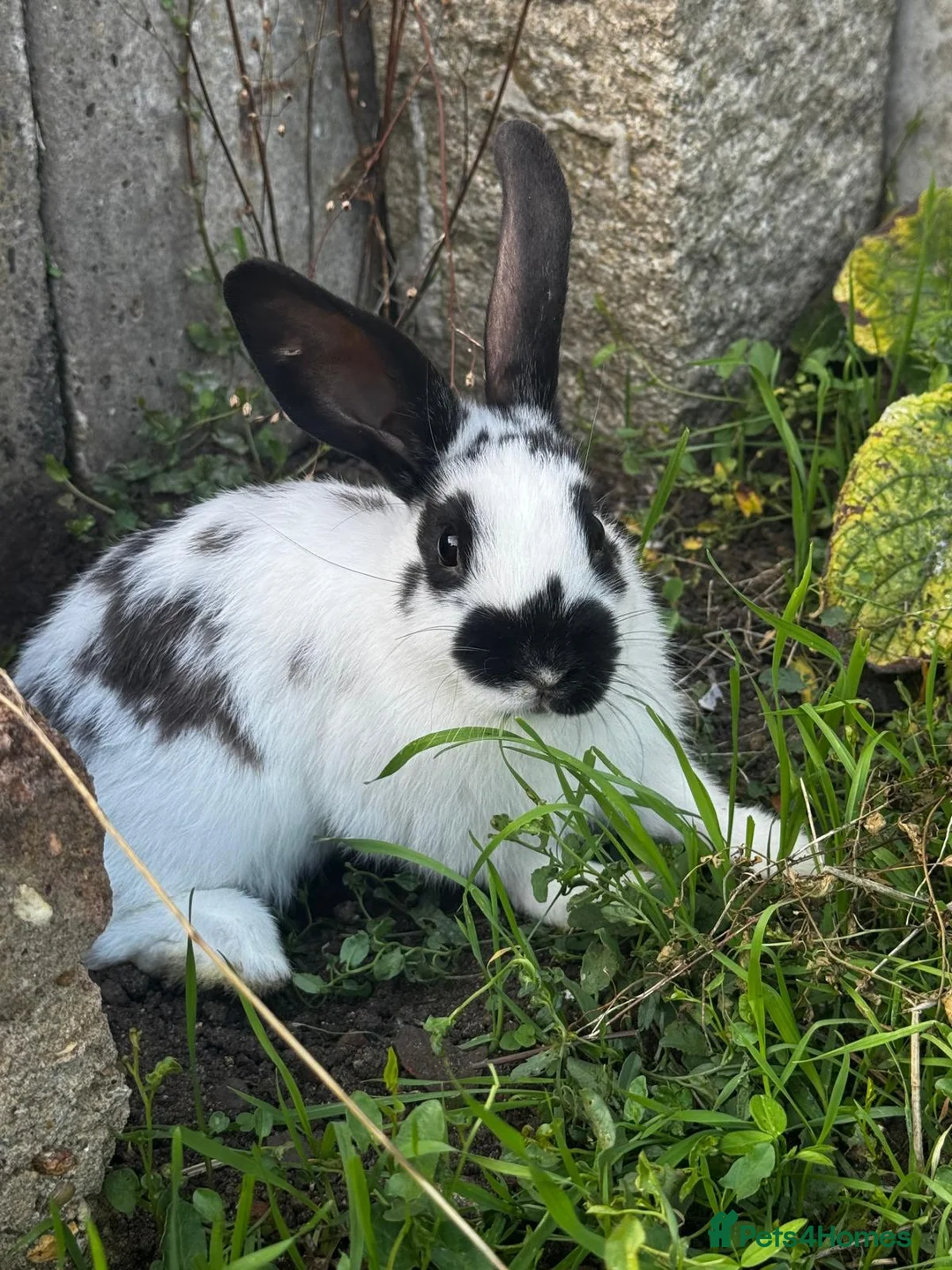 Mixed Breed rabbits for sale: Bunnies   For Sale🐇 🐇  - Advert 3
