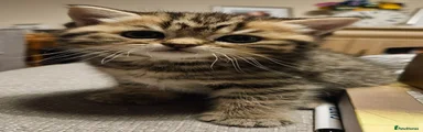 GCCF Active Brown Spotted Tabby British Shorthair