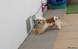 Cavapoochon dogs for sale: Beautiful Cavapoochon boy for sale - Image 22