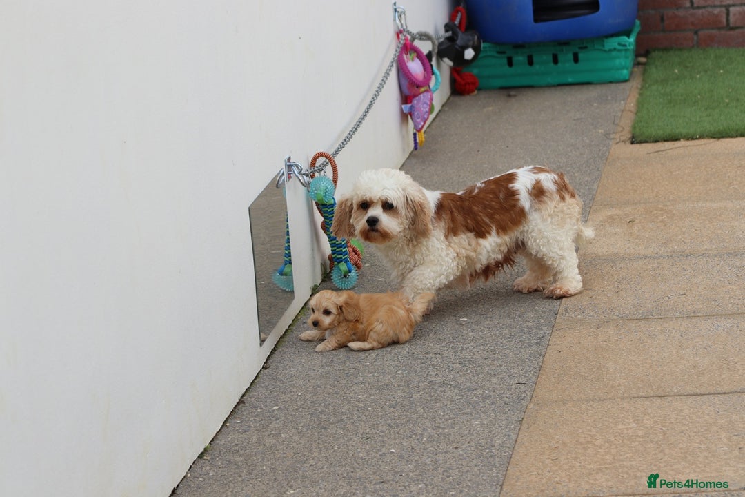 Cavapoochon dogs for sale: Beautiful Cavapoochon boy for sale - Image 22