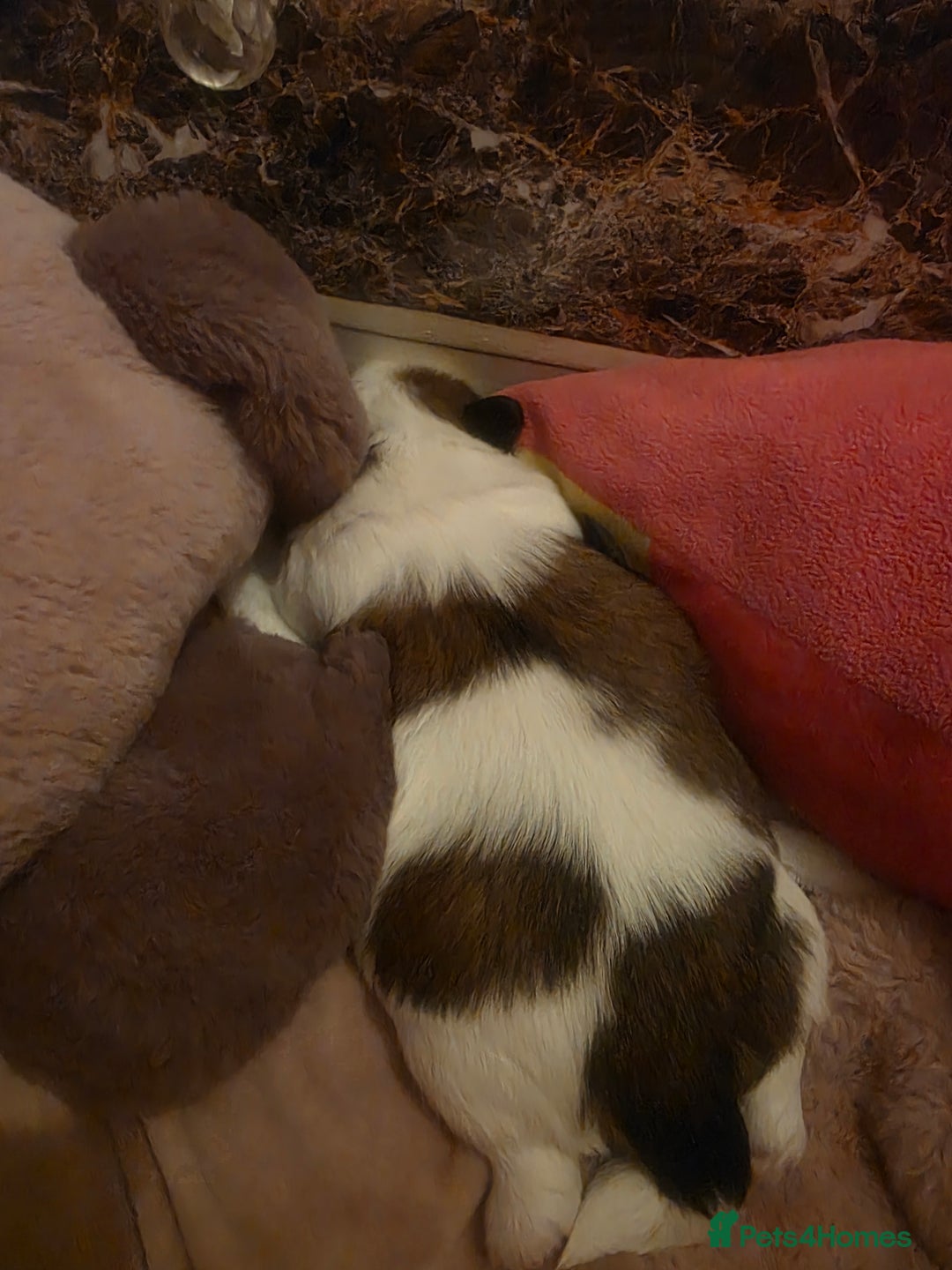 Shih Tzu dogs for sale: Teddy Bear Shiuz - Advert 5