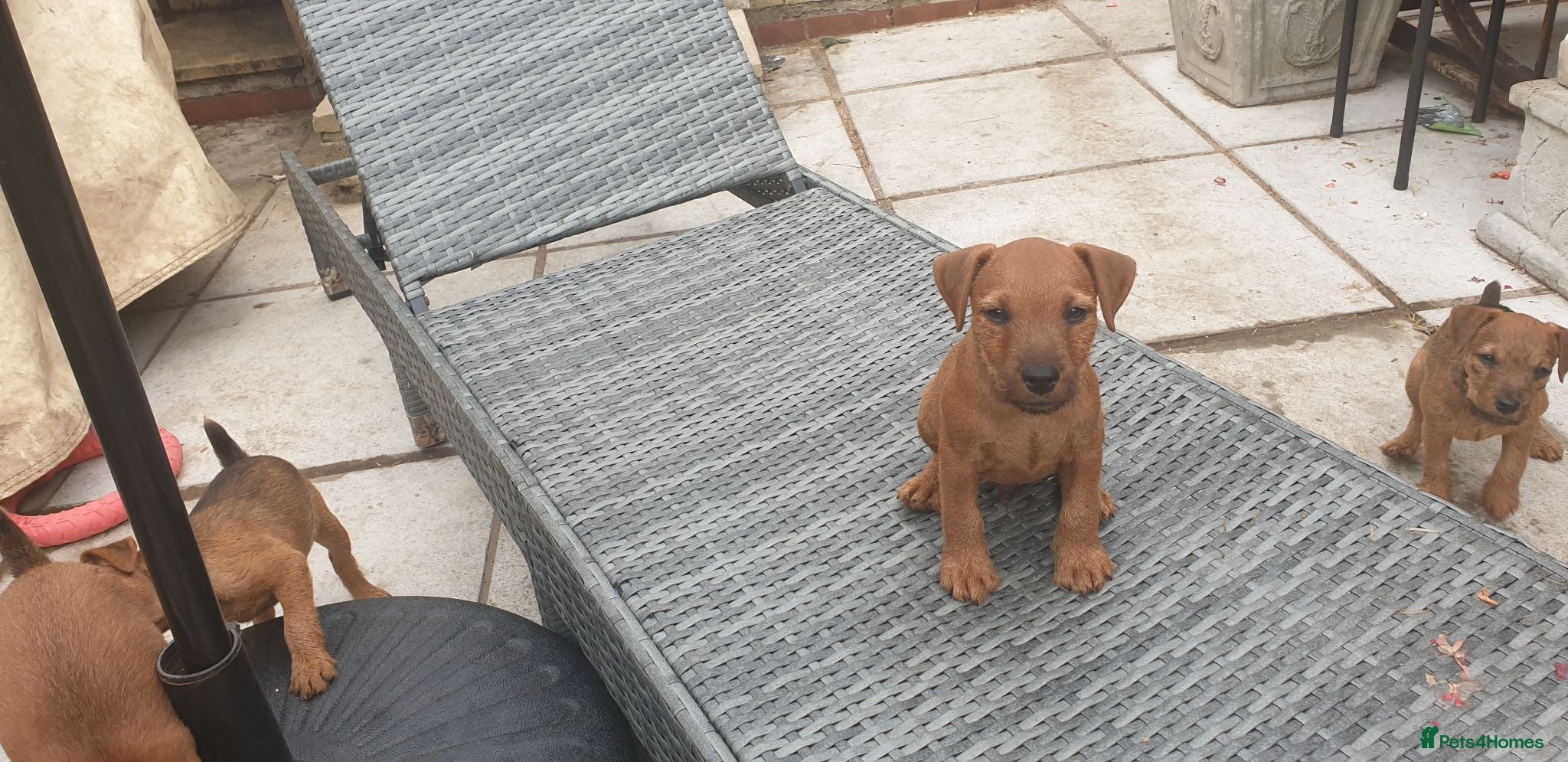 Lakeland Terrier dogs Lakeland type pups  - Advert 1