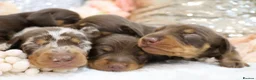 Miniature Dachshund dogs for sale: KC Miniature Dachshund Puppies - Advert 13