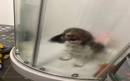 English Springer Spaniel dogs for sale: Buddie 5n half months beautiful boy - Image 2