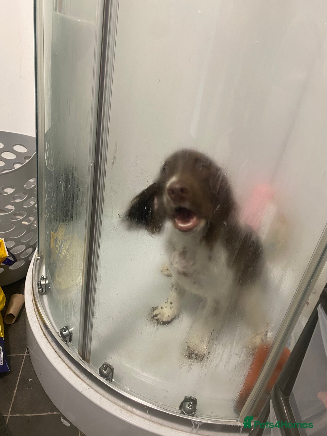 English Springer Spaniel dogs for sale: Buddie 5n half months beautiful boy - Image 2