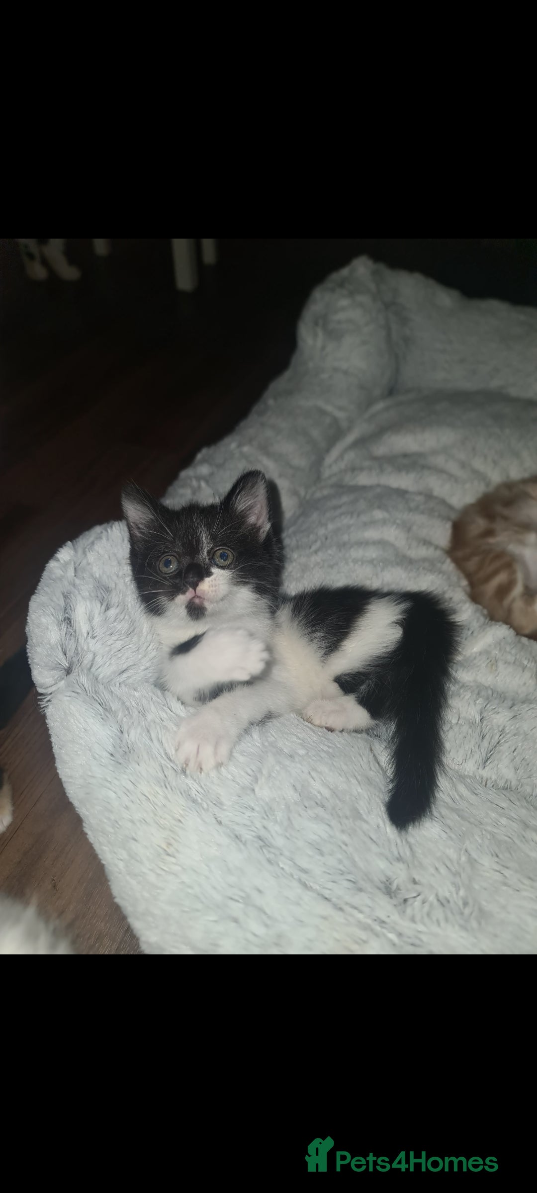 British Longhair cats for sale: Beautiful playful kittens  - Image 2