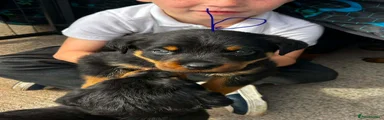 Rottweiler 5