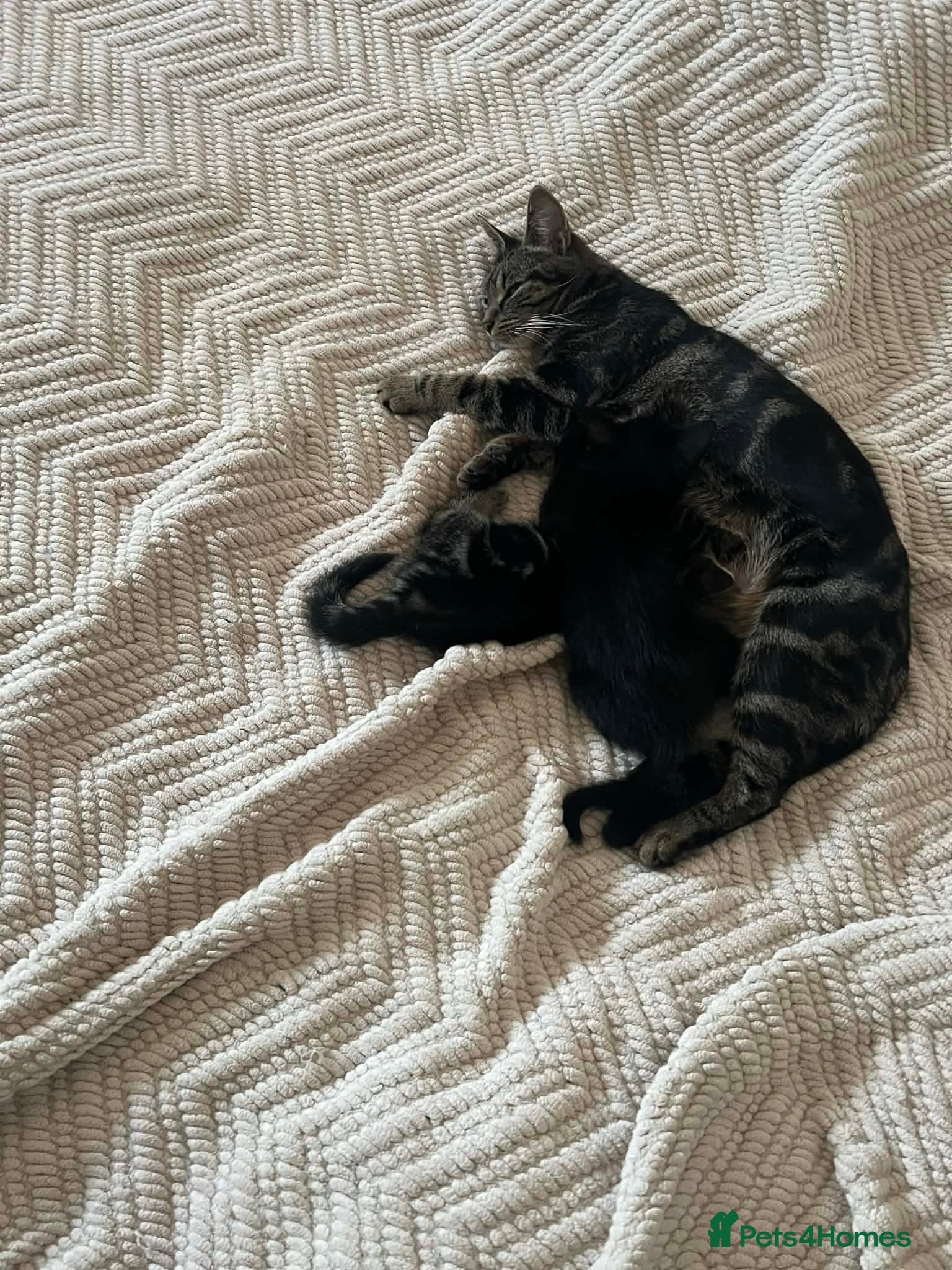 Mixed Breed cats Beautiful kitten boy for sale - Advert 1