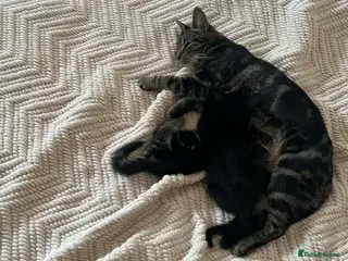 Mixed Breed cats Beautiful kitten boy for sale - Advert 2