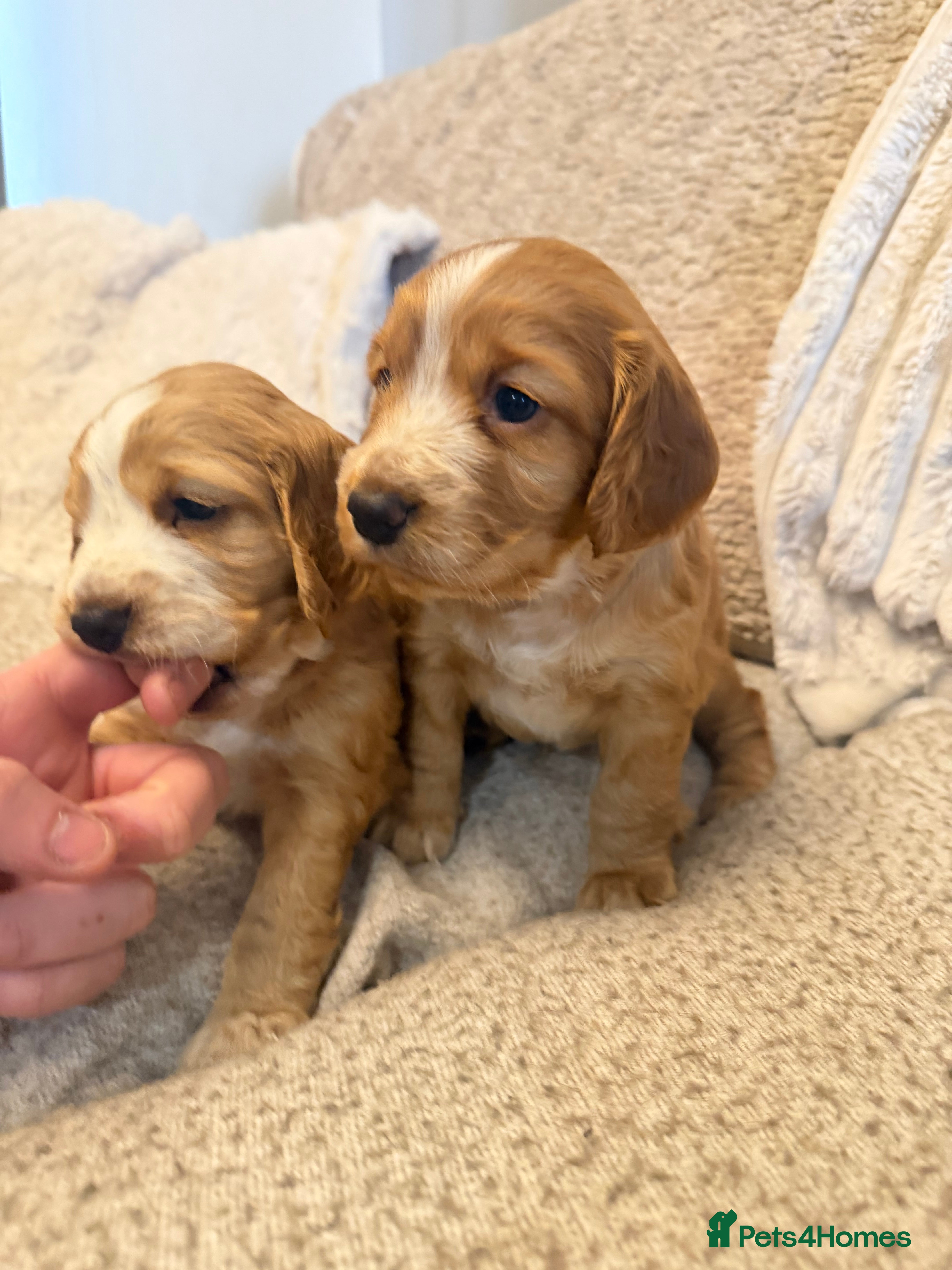 Cocker Spaniel dogs Cocker spaniel pups available to reserve  - Advert 9