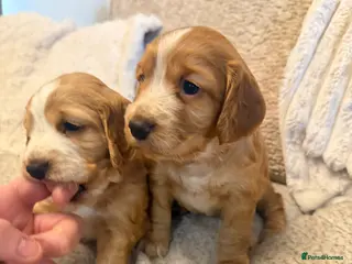 Cocker Spaniel dogs Cocker spaniel pups available to reserve - Advert 9