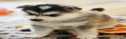 Pomsky dogs for sale: Stunning F3 Pomsky Puppies - Advert 24