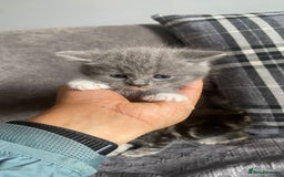 British Shorthair cats for sale:  British short hair kittens  - Image 2