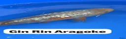 Koi Carp fish for sale: Hand selected high quality Japanese Koi - Advert 1