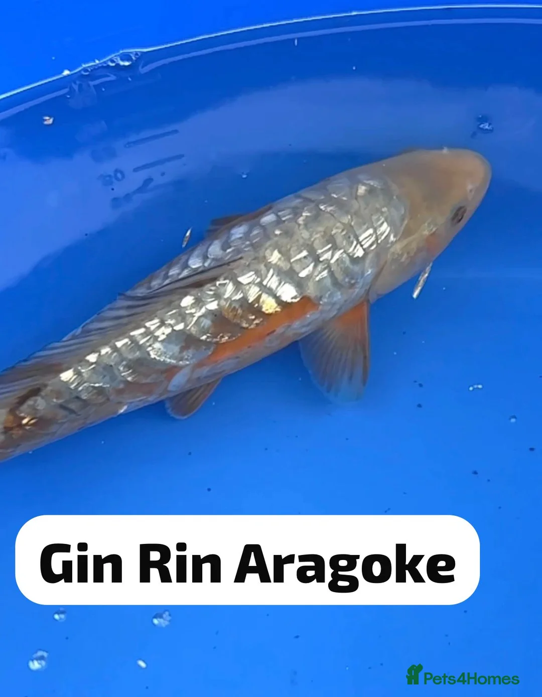 Koi Carp fish for sale: Hand selected high quality Japanese Koi - Advert 1