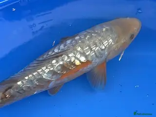 Koi Carp fish Hand selected high quality Japanese Koi - Advert 2