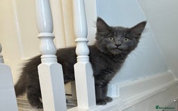 Russian Blue cats for sale: Charming Blue Boys - Image 1