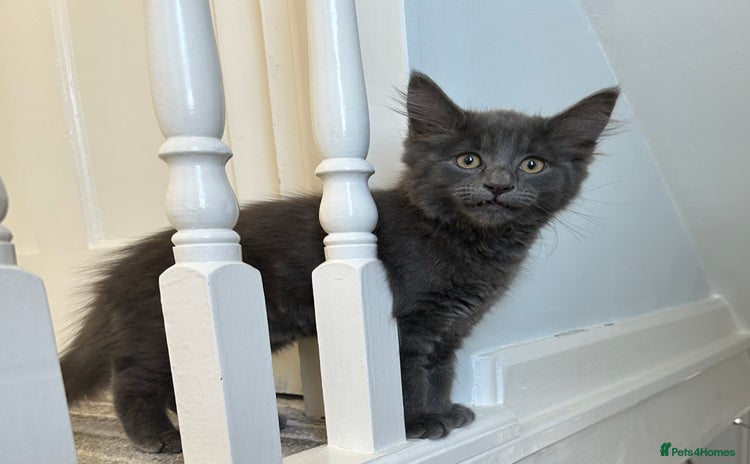 Russian Blue cats - Advert 5