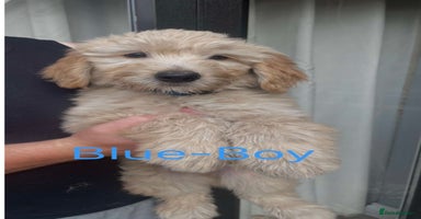 Goldendoodle dogs - Advert 3