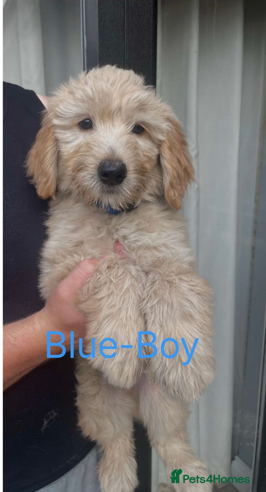 Goldendoodle dogs for sale:  🐶Multi-Generation Golden Double Doodle Puppies  - Image 1