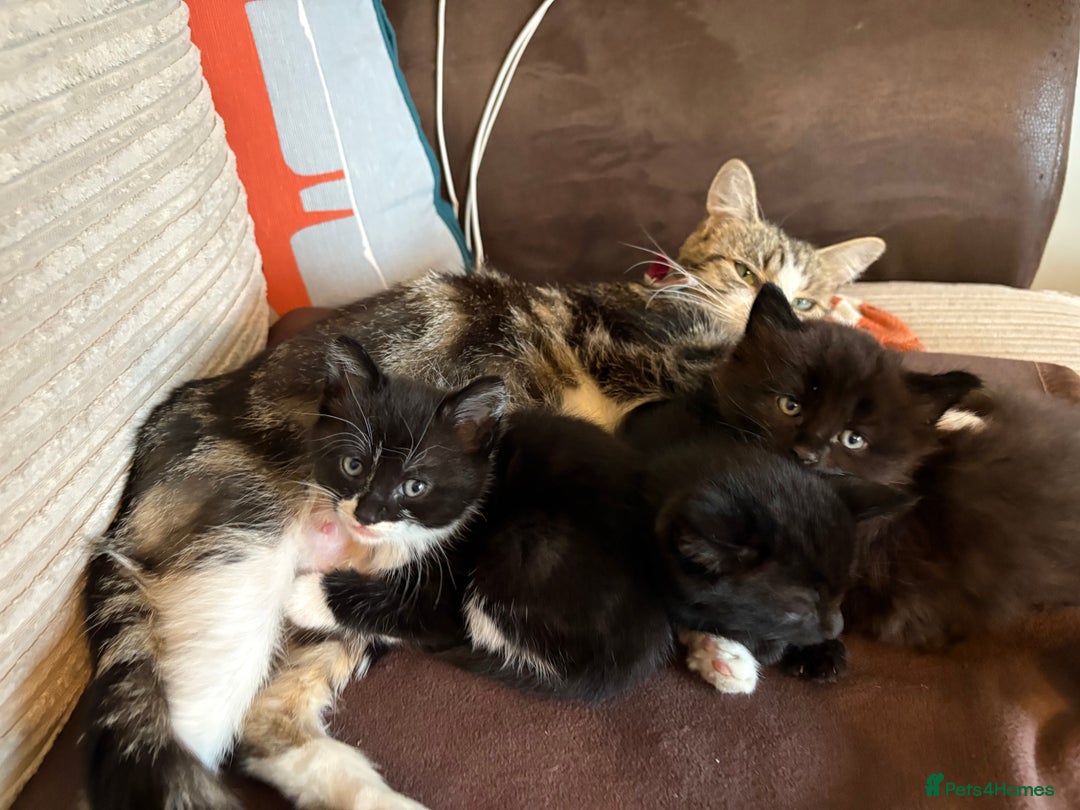 British Shorthair cats for sale: Two black tabby male kittens - Image 9
