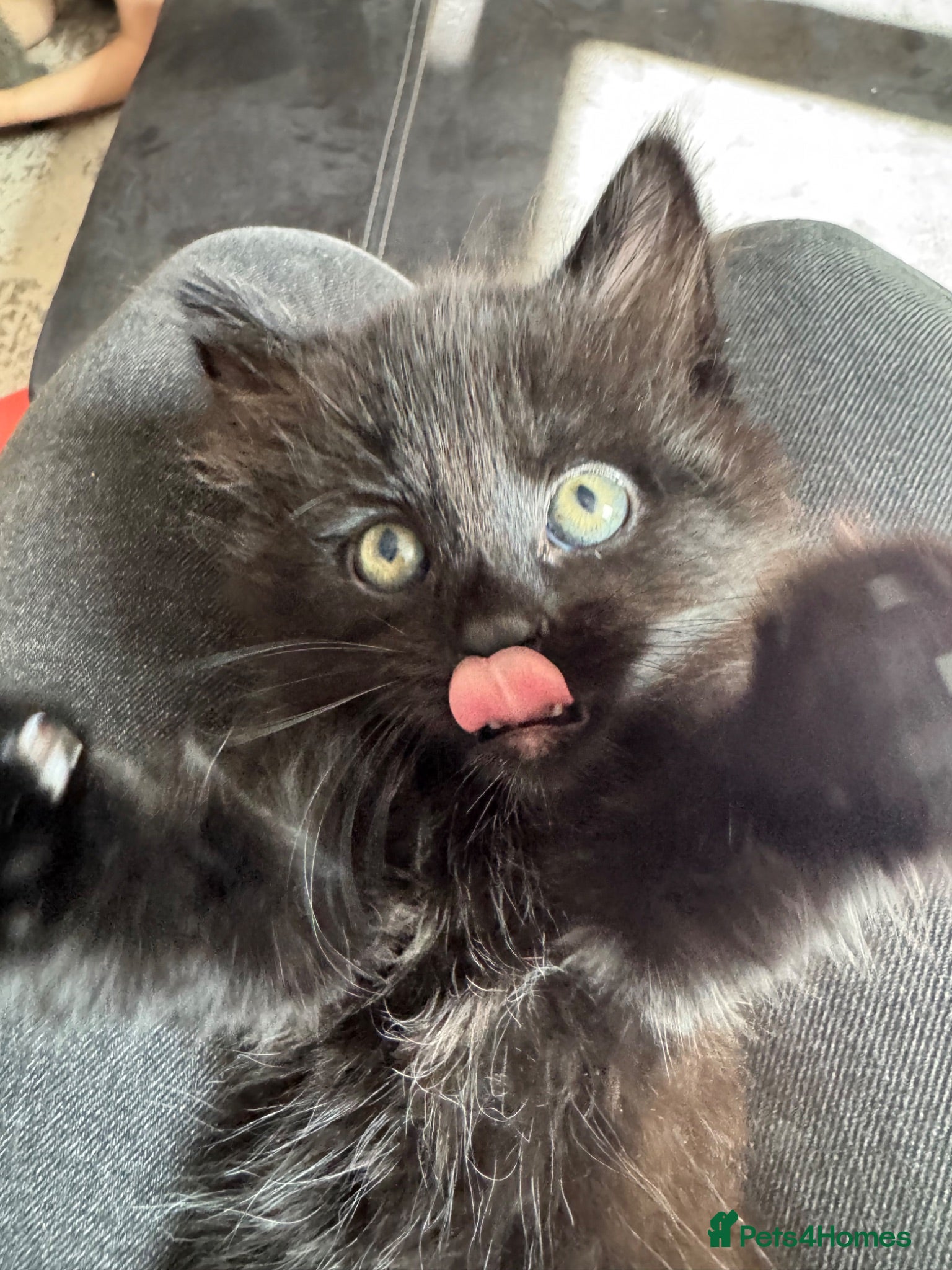Domestic Shorthair cats female kitten for sale  - Advert 1