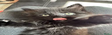 Domestic Shorthair 1