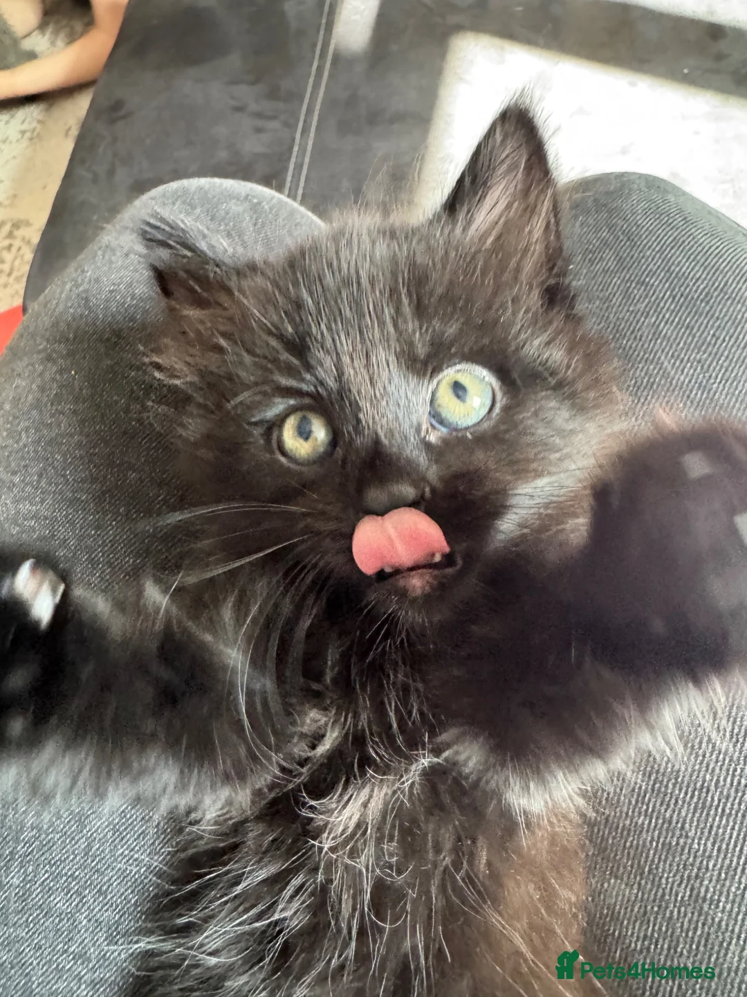Domestic Shorthair cats for sale: female kitten for sale  in Nottingham - Advert 1