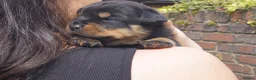 Rottweiler dogs for sale: Two puppies left available  - Advert 6