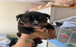 Olde English Bulldogge dogs for sale: Old English bulldog puppies - Image 13