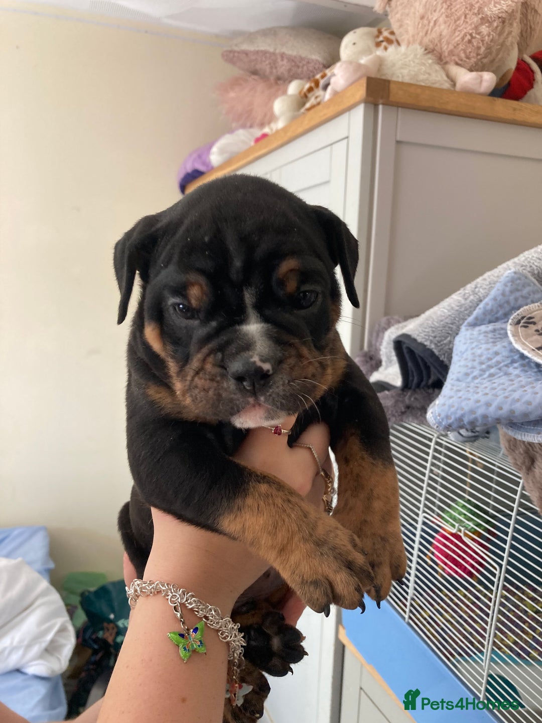 Olde English Bulldogge dogs for sale: Old English bulldog puppies - Image 13