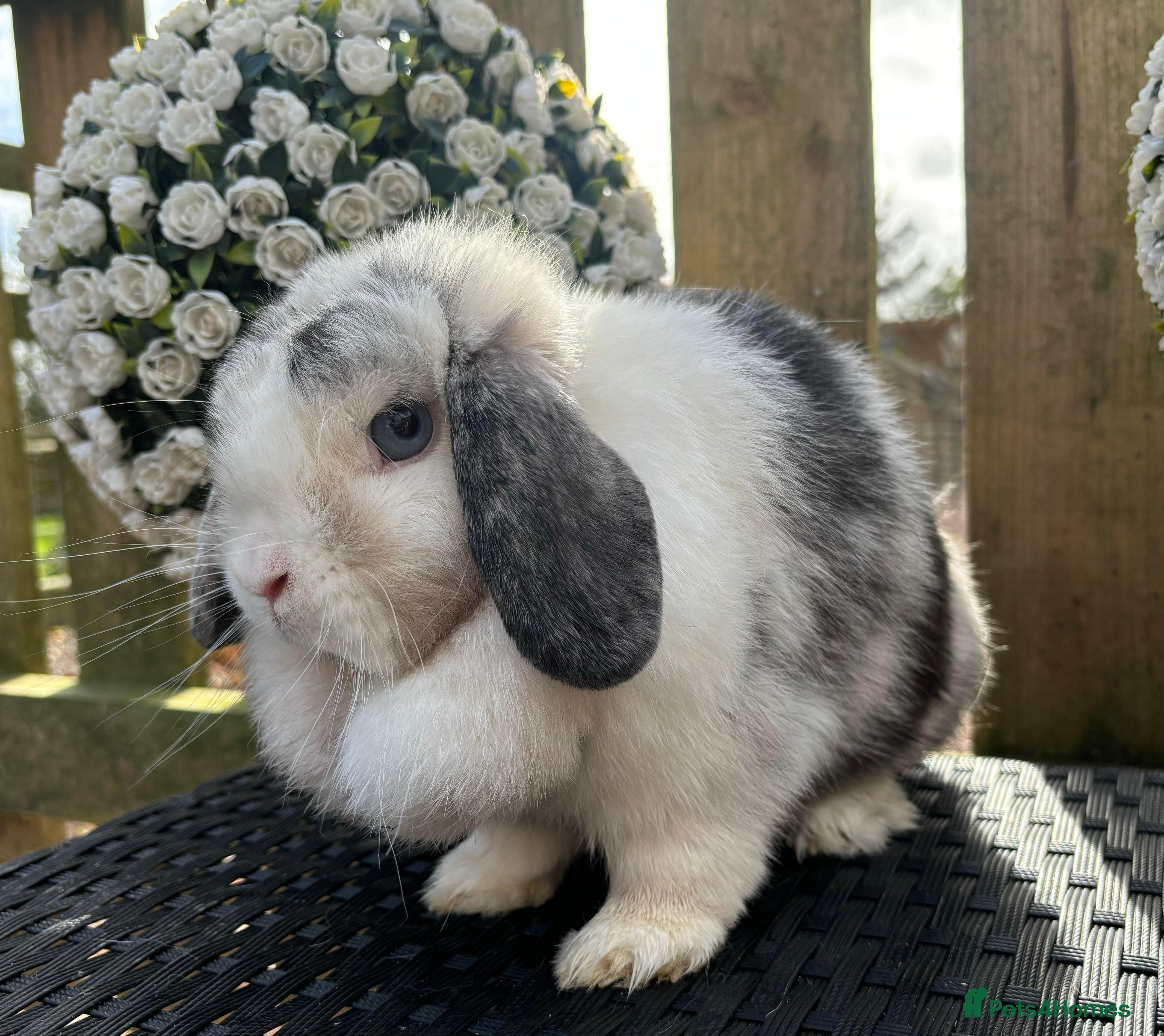 Mini Lop rabbits Friendly Mini Lops - Advert 6