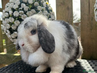 Mini Lop rabbits Friendly Mini Lops - Advert 1