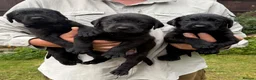 Labrador Retriever dogs for sale: FTCH sired KC Reg labrador puppies - Advert 3