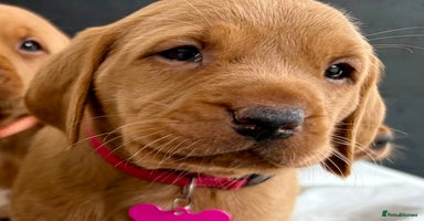 Labrador Retriever dogs - Advert 15