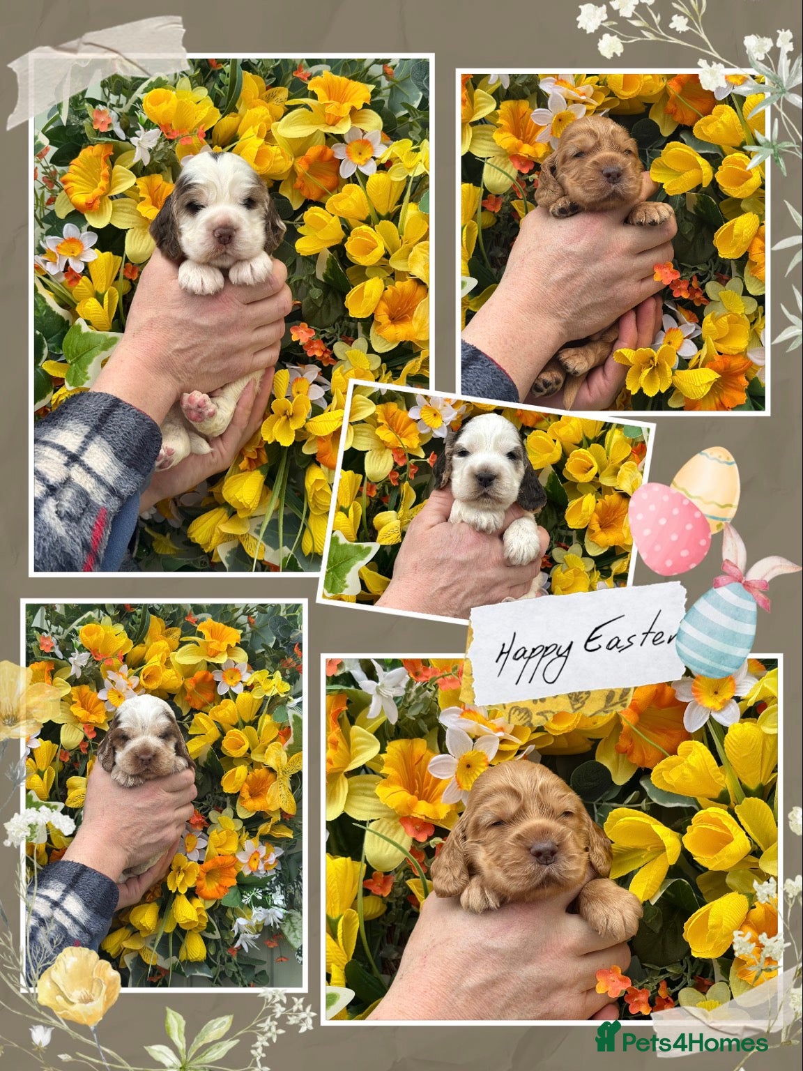Cocker Spaniel dogs Kc reg dna tested show type cocker spaniel puppies - Advert 1
