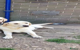 Labrador Retriever dogs for sale: Snow-White Labrador Puppies - Advert 8