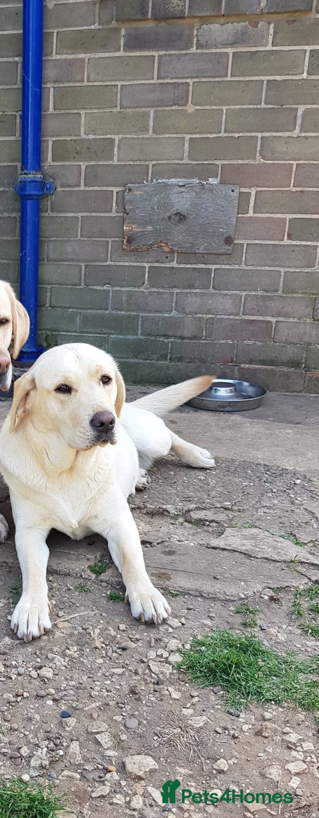 Labrador Retriever dogs for sale: Snow-White Labrador Puppies - Advert 8