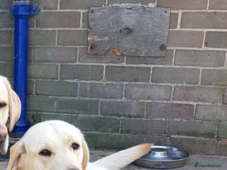 Labrador Retriever dogs Golden/White Labrador Puppies - Advert 4