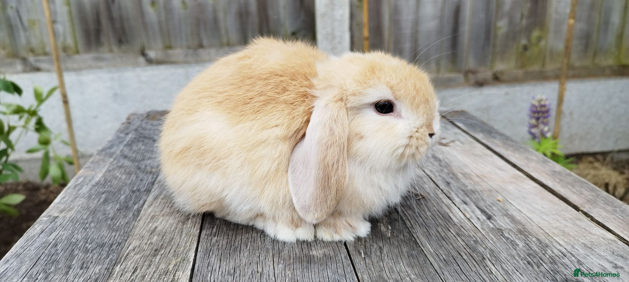 Mini Lop rabbits 8 weeks Mini Lop bunnies ( Updated: 11/07/26) - Advert 18