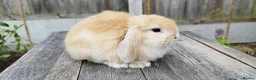 Mini Lop rabbits for sale: Mini Lop bunnies Pure Breed  - Advert 30