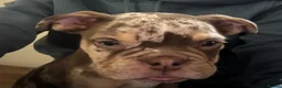 Olde English Bulldogge dogs for sale: Special home for beautiful bulldog - Advert 8