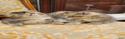 Scottish Fold cats for sale: Scottish fold  - Advert 7