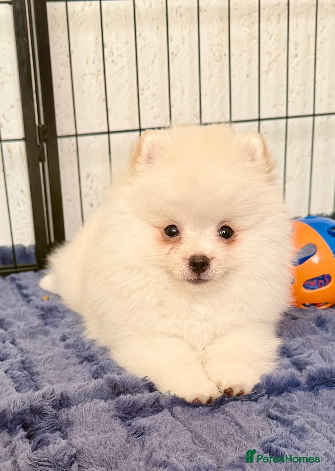 Pomeranian dogs for sale: 🐾✨ Rare White Extra Tiny Size Pomeranian Puppies  - Image 5