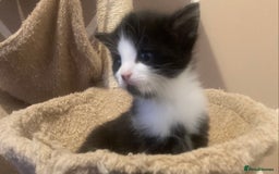 Mixed Breed cats for sale: 1 beautiful girl kitten - Advert 2