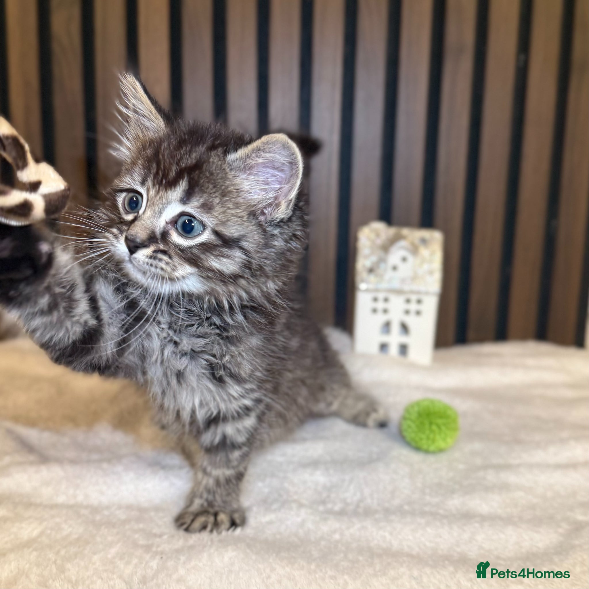 Ragdoll cats LAST ONE Stunning Ragdoll | Angel's Final Litter - Advert 2