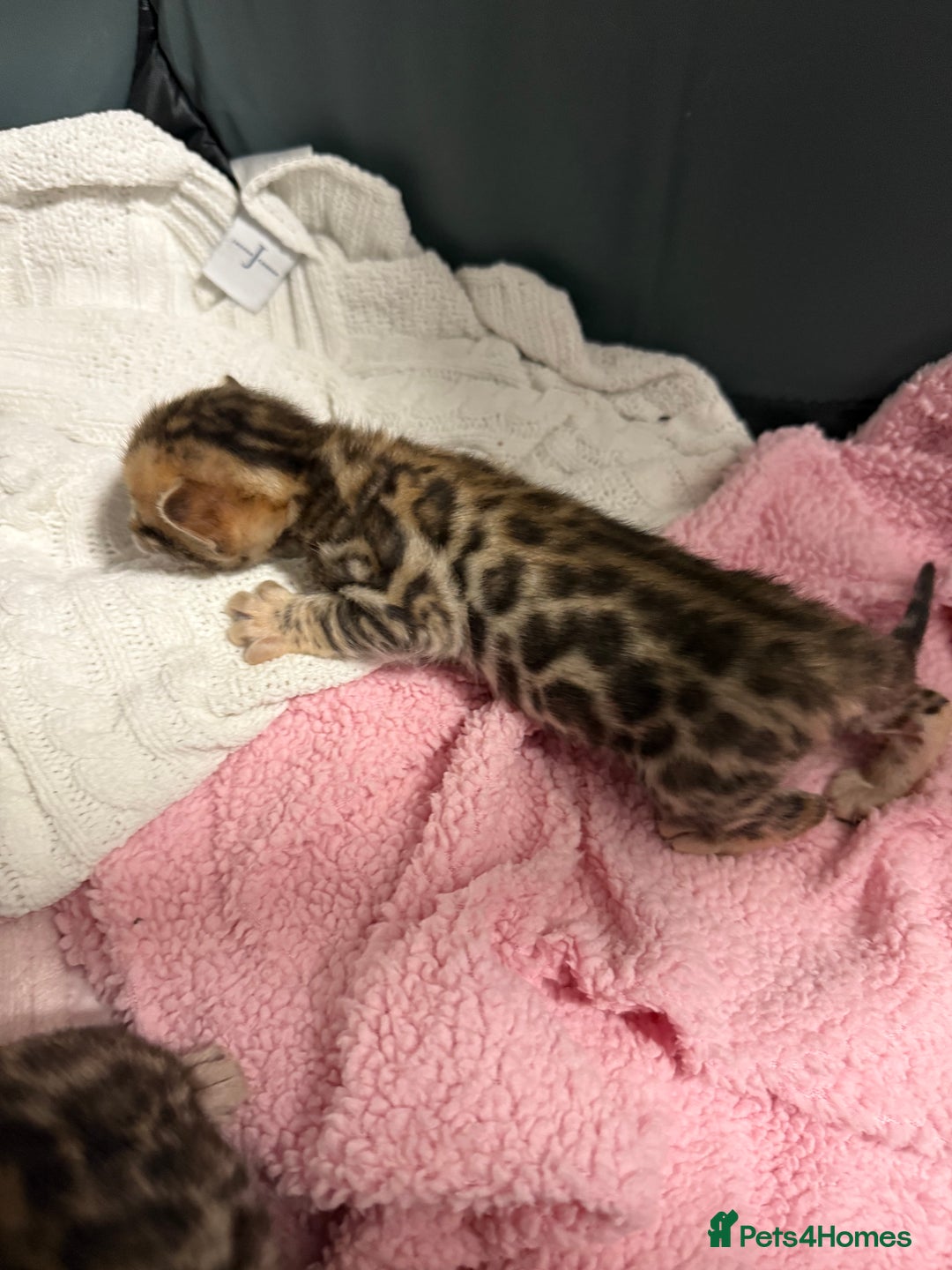 Bengal cats for sale: Pure Bengal Female kittens - Advert 5