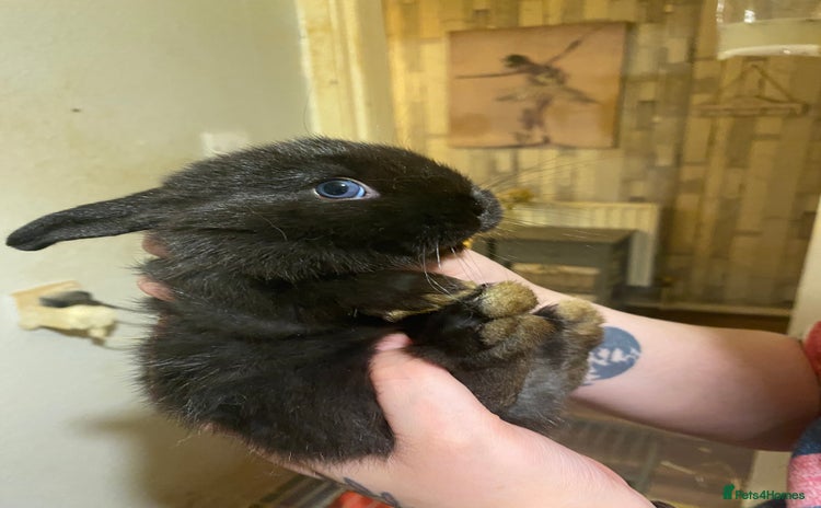 Netherland Dwarf rabbits - Advert 2