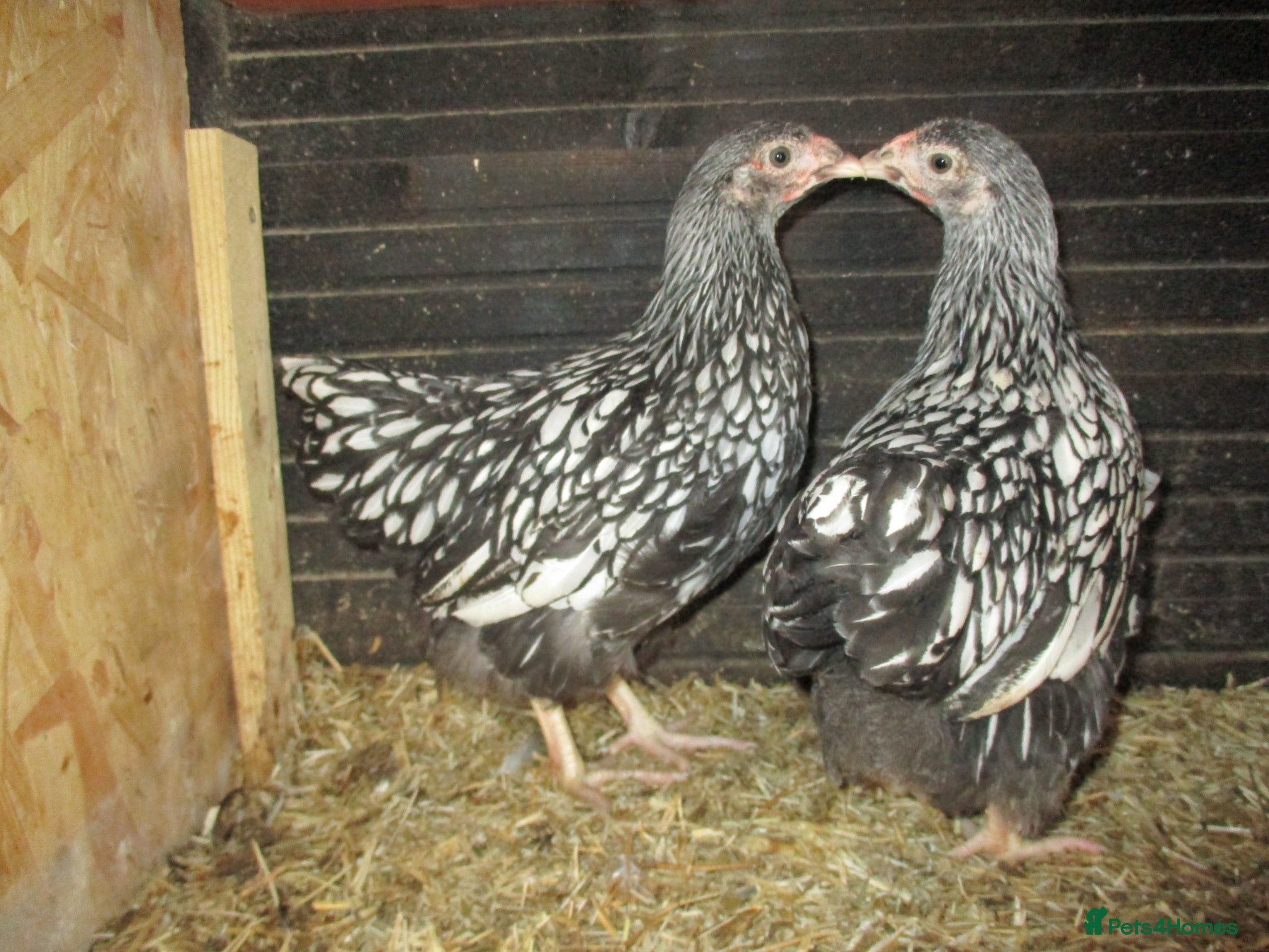 Chickens poultry Quality Silver Laced Wyandotte Bantam pullets - Advert 2