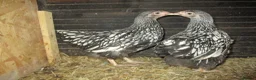 Chickens poultry for sale: Quality Silver Laced Wyandotte Bantam pullets - Advert 4